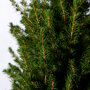 Kerstboom klein detail